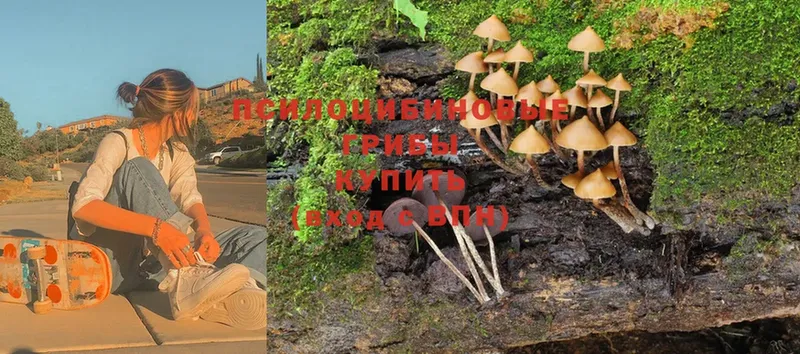 наркошоп  Санкт-Петербург  блэк спрут вход  Псилоцибиновые грибы MAGIC MUSHROOMS 